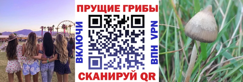 Псилоцибиновые грибы MAGIC MUSHROOMS хочу наркоту Каменск-Шахтинский
